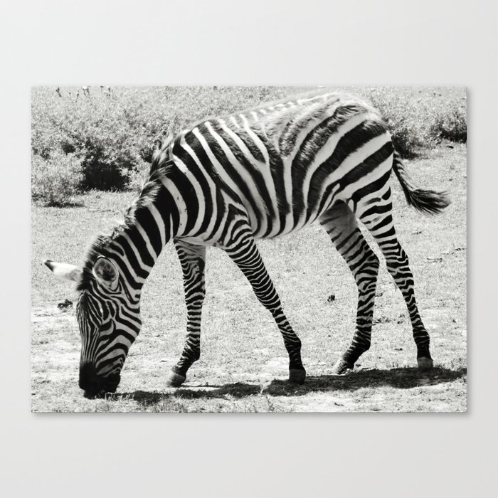 Black & White Zebra in Black & White Canvas Print