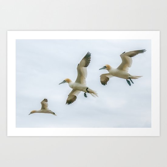 Gannet trio Art Print