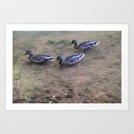 Three Ducks Art Print