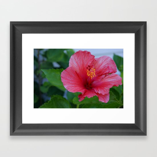 Hibiscus Framed Art Print