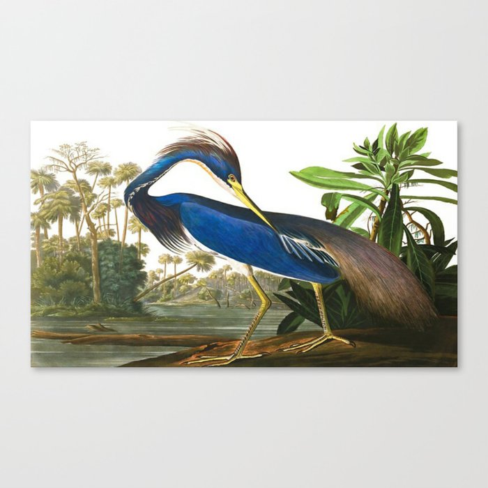 John James Audubon - Louisiana Heron Canvas Print
