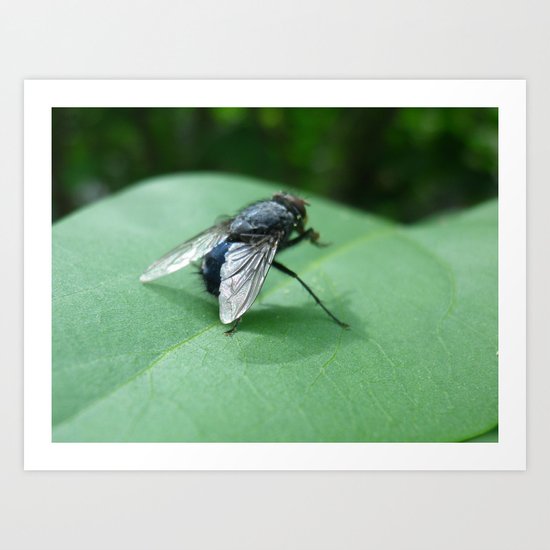 fly Art Print