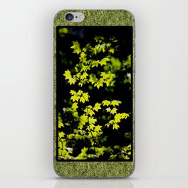 late summer sunny maple leaves iPhone Skin