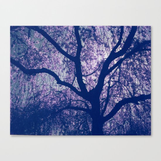 Cherry Blossom Blue Canvas Print
