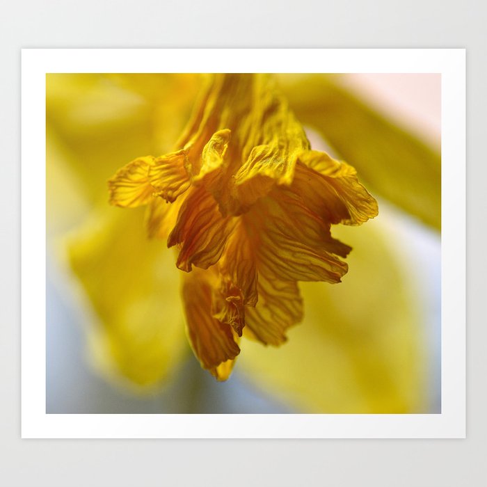 Daffodil  Art Print