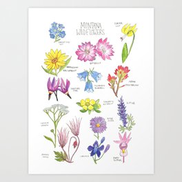 Montana Wildflowers Chart Art Print