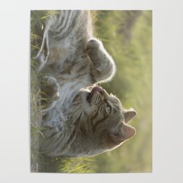 Tabby cat Poster