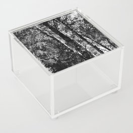 Spring Birch Trees in Black and White Acrylic Box