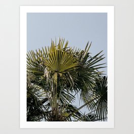 palms in the sky. travel wall art print in color. fine art photography Art Print