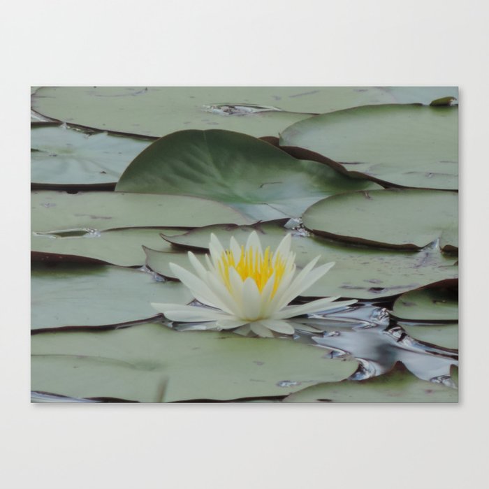 water lily Canvas Print