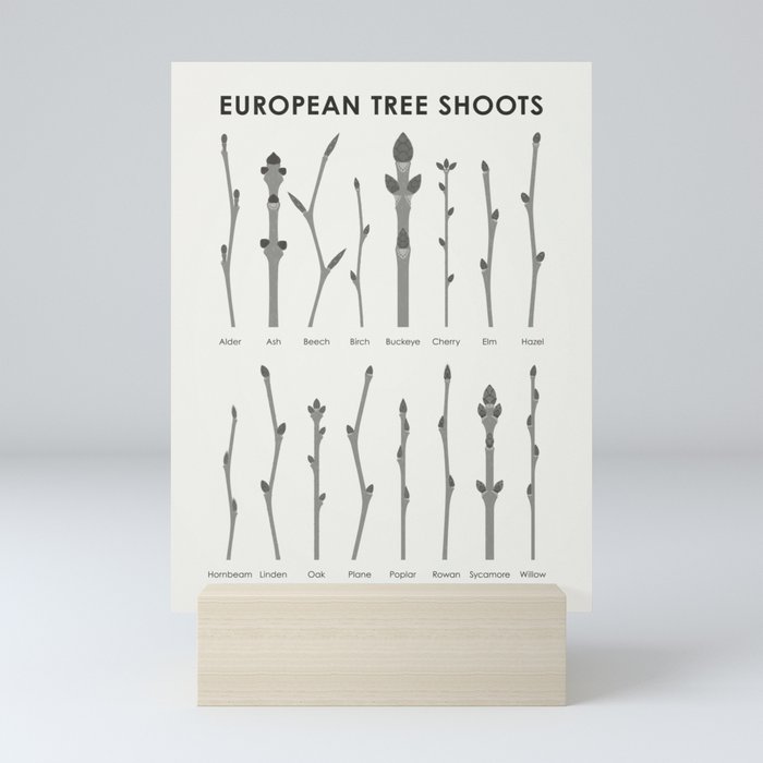 [Old Version] European Tree Buds and Shoots Identification Chart Mini Art Print