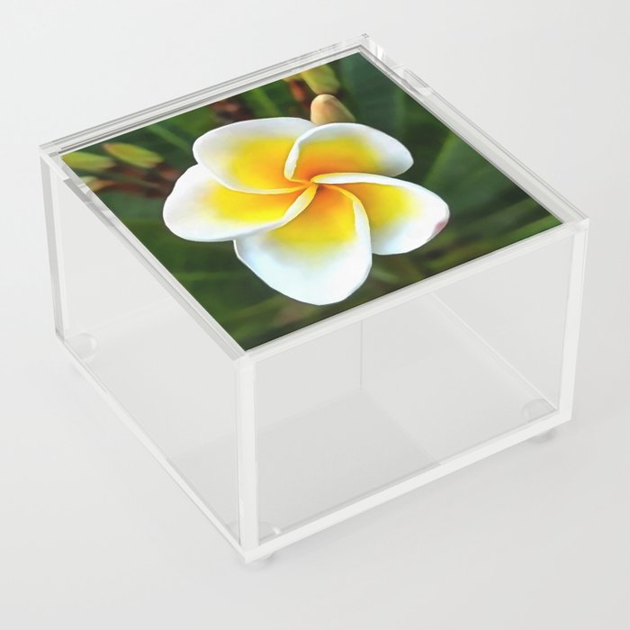 Single Frangipani Blossom Acrylic Box