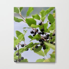 Dark Berries with bright green leaves Metal Print