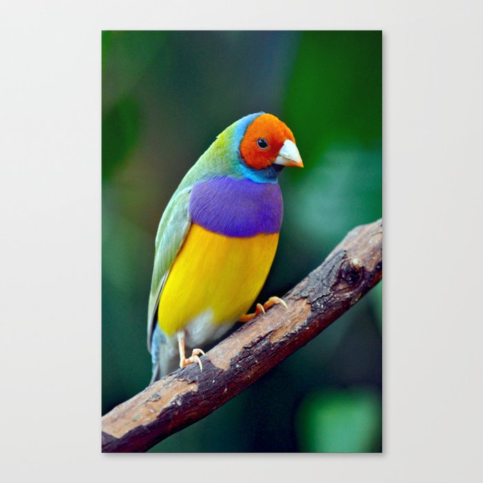 Colorful gouldian finch Canvas Print
