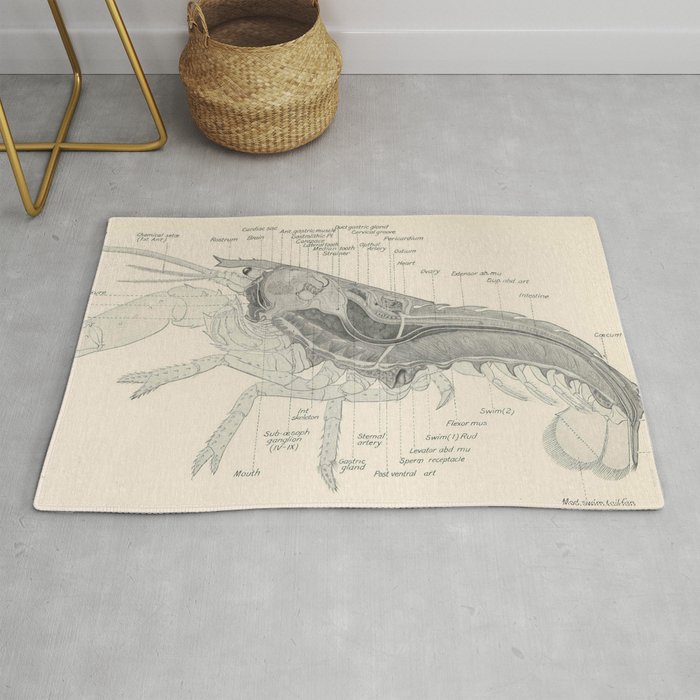 Vintage Lobster Anatomy Diagram (1911) Rug by BravuraMedia Society6