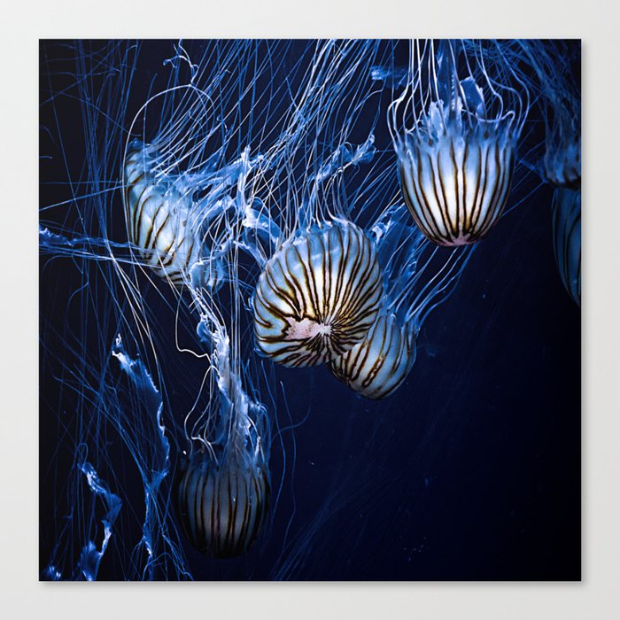 Jellyfish swimming Canvas Print