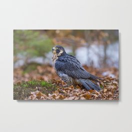 Peregrine Falcon Metal Print | Woodland, Wild, Color, Bird, Photo, Falcon, Digital, Raptor, Free, Peregrinefalcon 