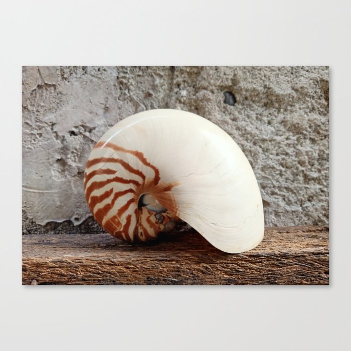 Seashell Series (No. 1) Canvas Print