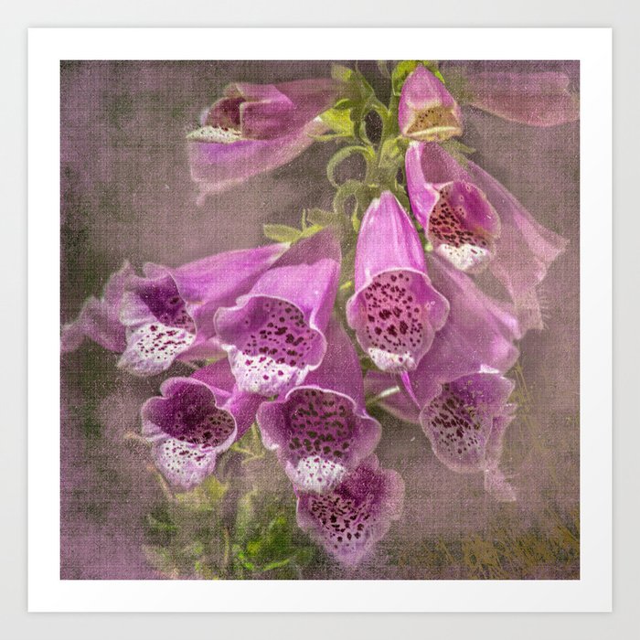 Purple Foxglove, a Wildflower of Yosemite Art Print
