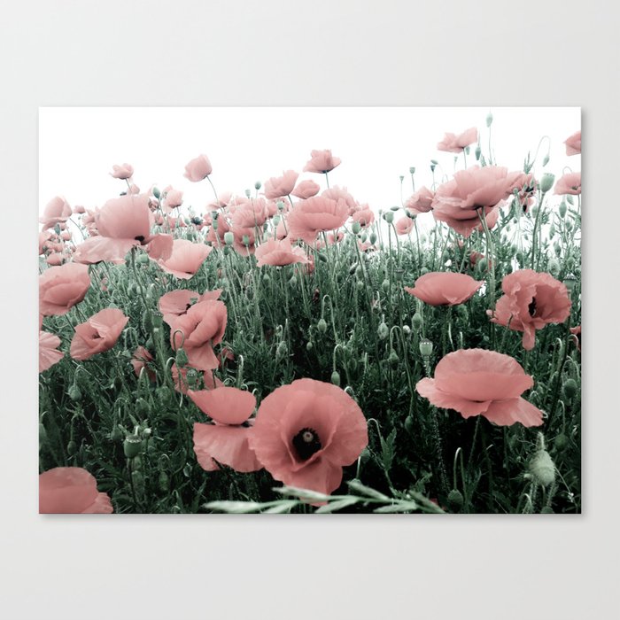 Pastel pink blooming poppy field  Canvas Print