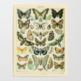 Vintage Butterfly Diagram // Papillions by Adolphe Millot 19th Century Science Textbook Artwork Poster