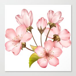 Pink Cherry Blossom on white background 1 Canvas Print