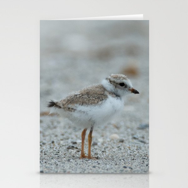 Avian - Piping Plover Chick 1 Stationery Cards