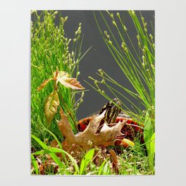 Turtle hiding in the leaves Poster