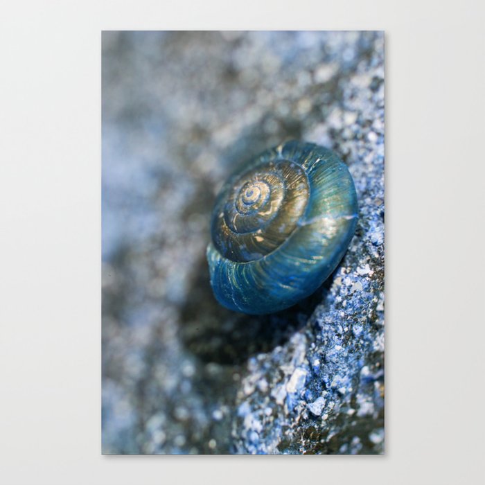blue snail magic Canvas Print