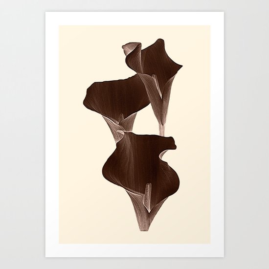 Brown Calla Lilly. Art Print