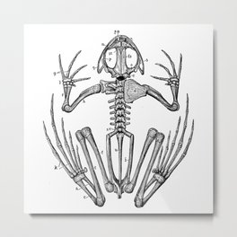 Frog skeleton Metal Print | Frog, Esqueleto, Bone, Hueso, Painting, Bones, Esqueletoderana, Rana, Skeleton, Frogskeleton 