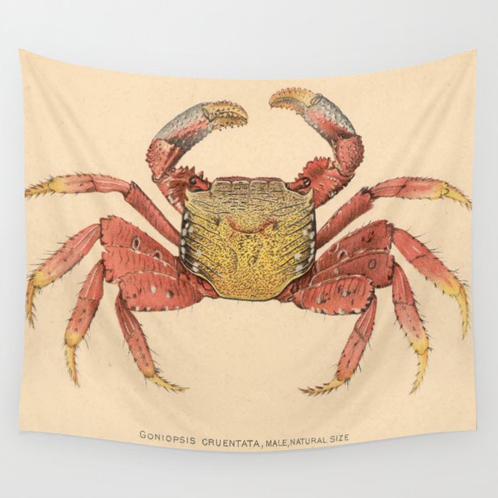 Vintage Mangrove Root Crab Illustration (1902) Wall Tapestry
