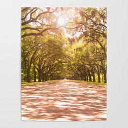 Savannah Oak Trees Poster