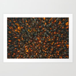 Autumn Forest | Aerial Drone  Art Print