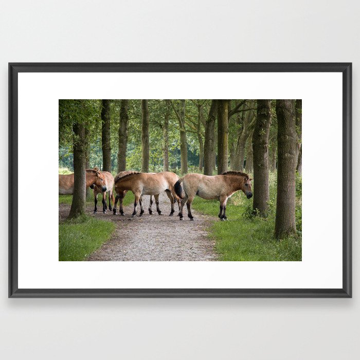 Przewalski's horses Framed Art Print