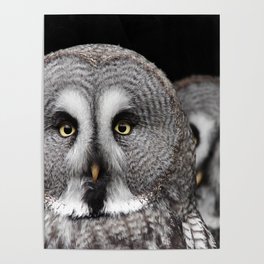 Great Grey Owls  Poster