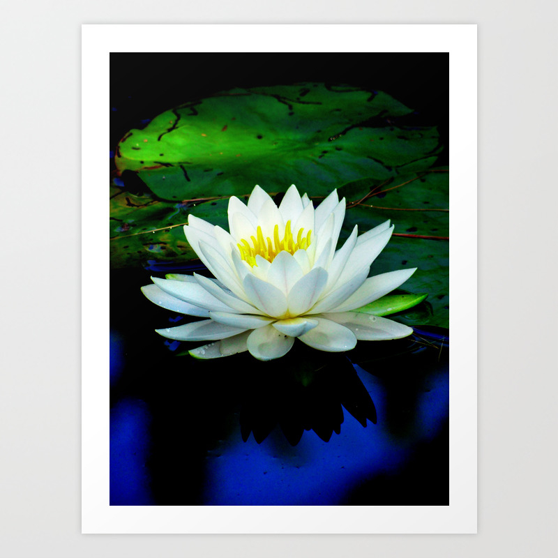 Blue Water Reflections Lily Pad Flower Art Print By rightman Society6