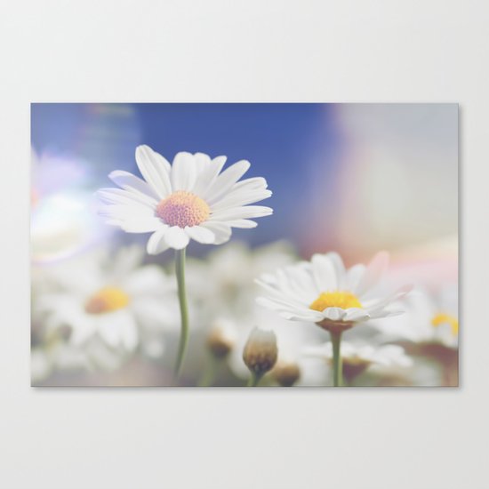 Meadow of daisies Canvas Print