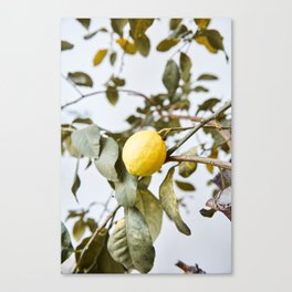 Cute lemon tree in spring | Nature photography art print | Travel photography Spain Canvas Print