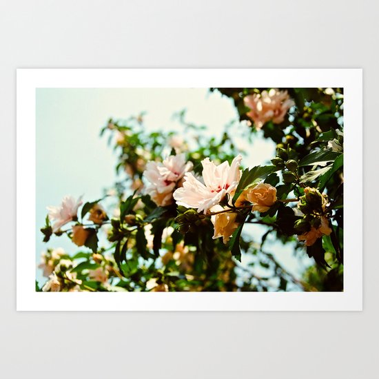 Light and Delicate Art Print