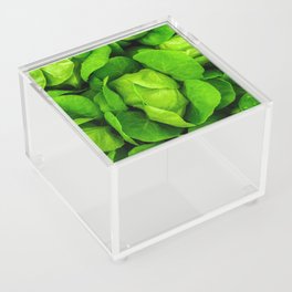Green Plant Photo Acrylic Box