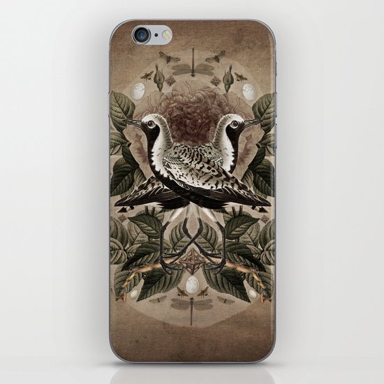 Pluvialis squatarola iPhone & iPod Skin