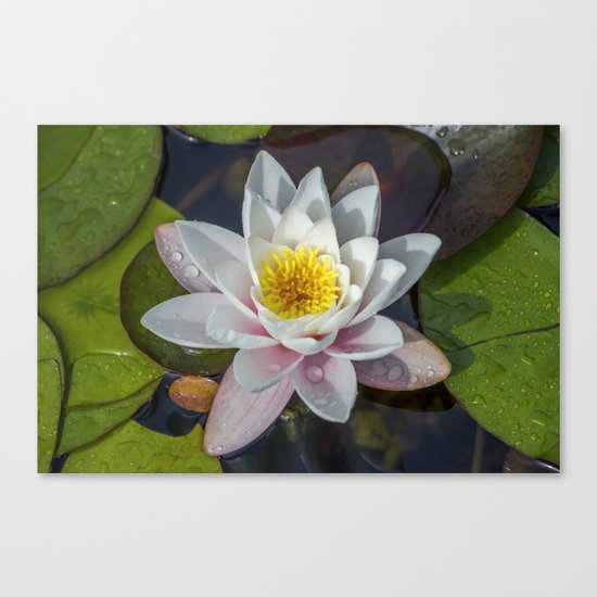 Summer Lily Canvas Print