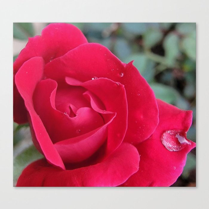 Red rose with raindrops  Canvas Print