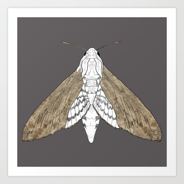 Moth pattern Art Print