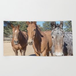 Two mules and a horse. Beach Towel
