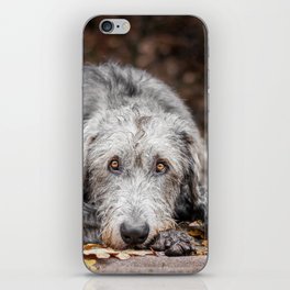 Irish Wolfhound lies on the pad with fallen autumn leaves. iPhone Skin