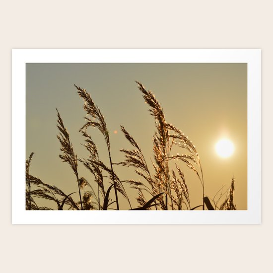 Tall Grasses Art Print