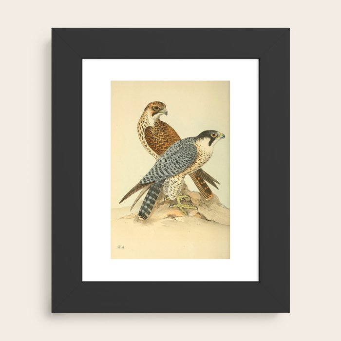 Peregrine Falcon by Henry Leonard Meyer, 1853 (benefitting The
