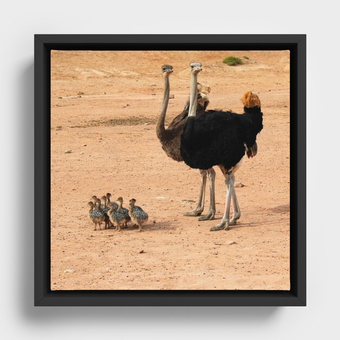 South Africa Photography - Ostrich Parents With Their Children Framed Canvas